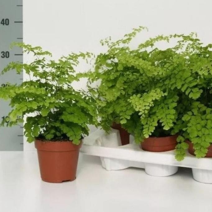 (Allthebest) Tanaman Hias Suplir / Suplir / Pakis Suplir Rimbun ready