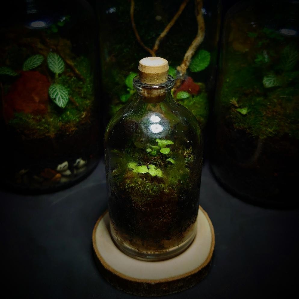 Viral Terarium Botol Kit | Terrarium Kit Bottle 100 - 500 Ml | Hiasan Kamar Aesthetic Ed-7