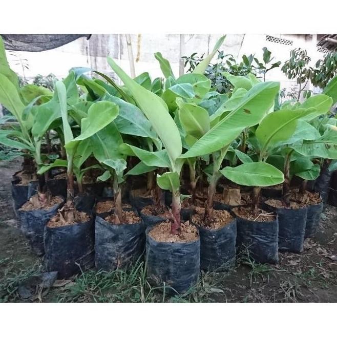 Bibit Tanaman Buah Pisang Merah Asli-Bibit Pisang Asli ATV