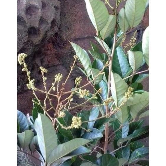 Tanaman Bibit Buah Rambutan Binjai Sudah Berbuah ATZ