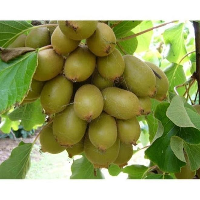 Discon Bibit Biji Buah Kiwi Biji Tanaman Pohon Buah Kiwi Bibit ATZ