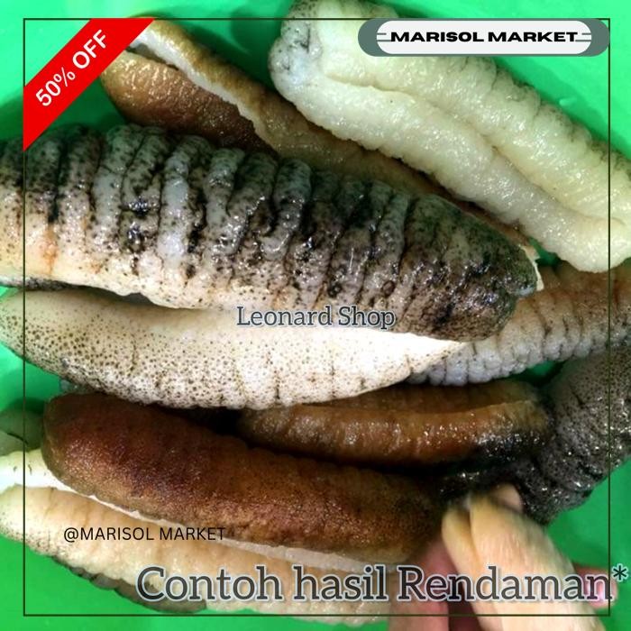 

HAISOM SUPER ISI 7-8 ASLI BANGKA BELITUNG TERIPANG HOISOM GOSOK KERING EKSKLUSIF