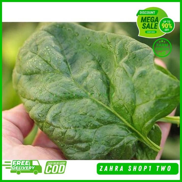 BENIH BIBIT BIJI SAYUR BAYAM JEPANG SPINACH NOBLE GIANT SAYURAN IMPORT TERLARIS PRODUK PILIHAN !
