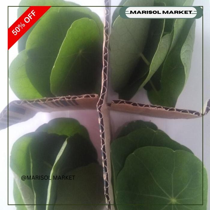 

NASTURTIUM LEAF 20/PACK EKSKLUSIF