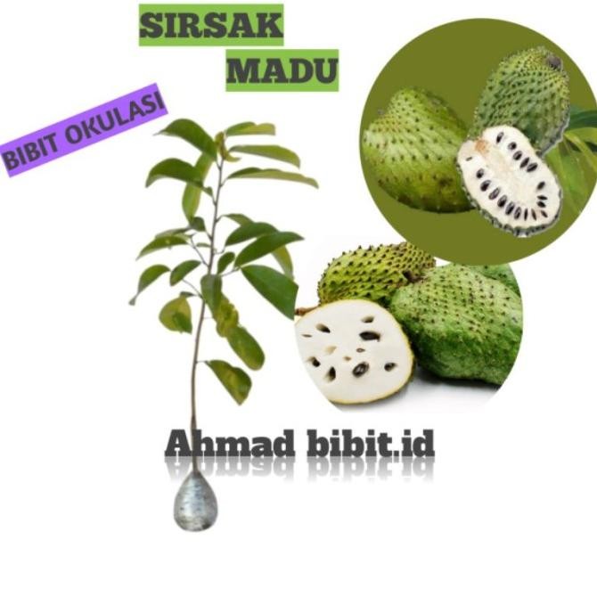 Bibit Tanaman Buah Sirsak Madu Okulasi Bibit Sirsak Madu Bibit Sirsak