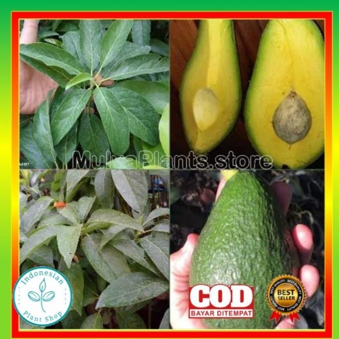 BIBIT TANAMAN ALPUKAT YAMAGATA OKULASI BENIH ALPUKAT BUAH ALPUKAT