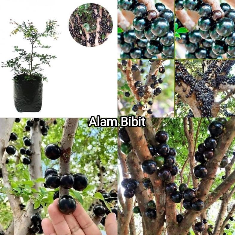 BIBIT ANGGUR POHON BRAZIL OKULASI INDUKAN BERBUAH