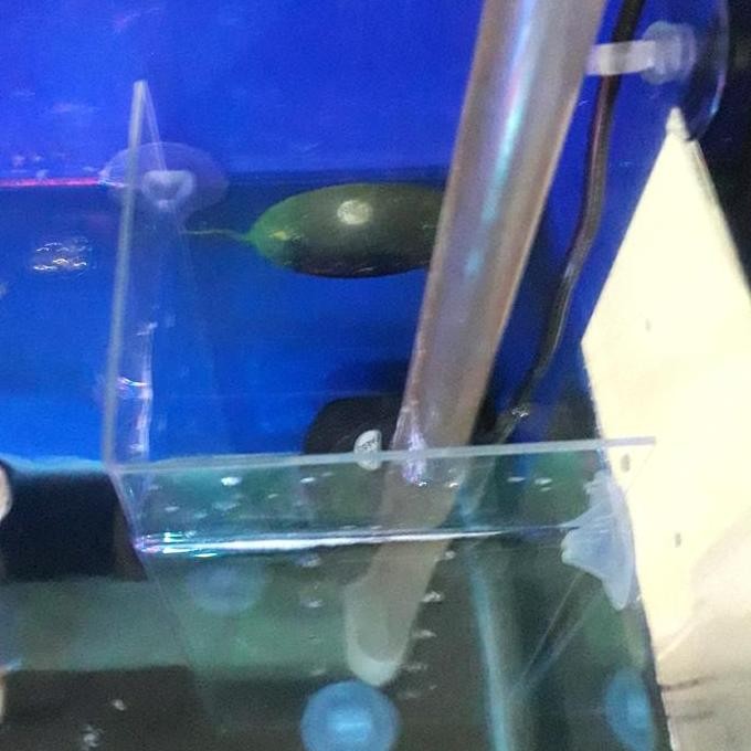 Sekat Filter Aquarium Akrilik