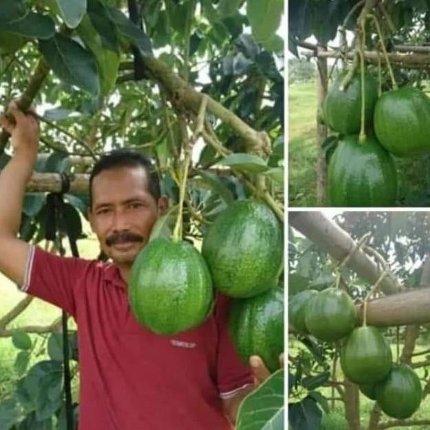 [Expert] BIBIT ALPUKAT MARKUS JUMBO OKULASI (TERLARIS)