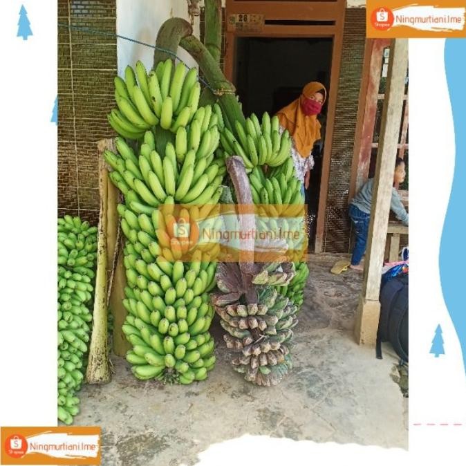 [Expert] BIBIT PISANG FHIA17 100% ORIGINAL | BONGGOL PISANG MULYO CAVENDISH | BIBIT FHIA 17