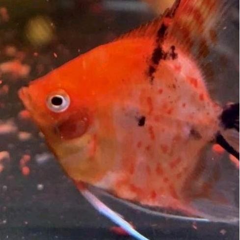 Ikan Manfish Red Devil Top Grade A Quality/Hiasan Aquarium Berkualitas