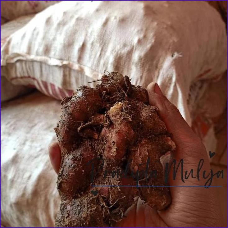 

Original..!! Jahe Merah 1 Kg Fresh Ukuran Besar Dan Sedang