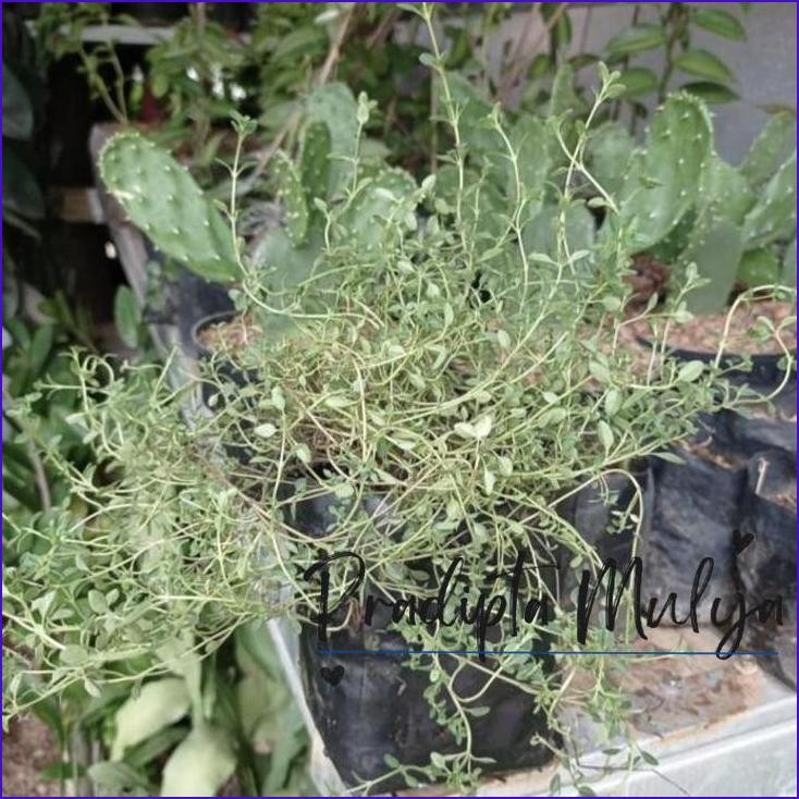 

Buruan,.!! Tanaman Herbal Thyme/ Bumbu Masak/Rempah