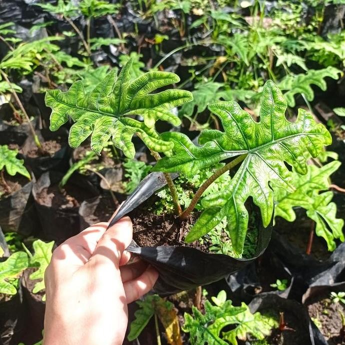 

ALOKASIA JACKLYN ANAKAN 1 DAUN