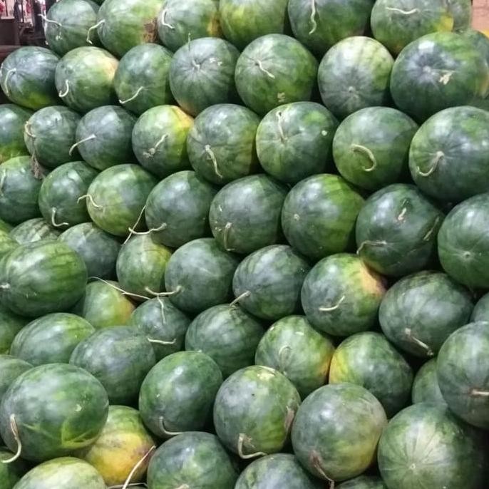 

Biji Buah Semangka Merah - Bibit Tanaman Pohon Semangka Merah - Buah FRESS