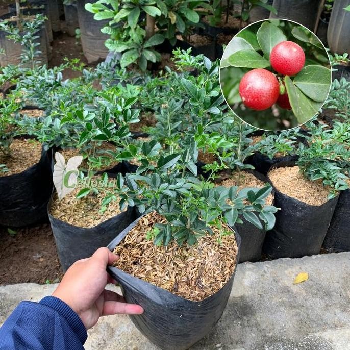 Bibit Tanaman Buah Jeruk Kingkit FRESS