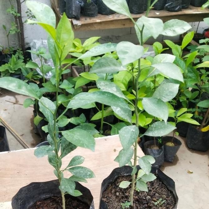 Bibit Pohon Jeruk Lemon Cui - Tanaman Buah Jeruk Lemon Cui - Lemon Cui ATV