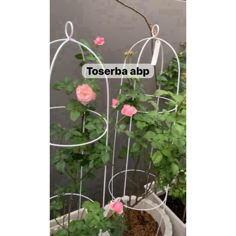 Rak Bunga Tanaman Rambat Model Sangkar Besi Putih
