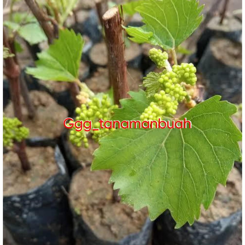 Bibit Anggur Moondrop Sudah Berbunga Rimbun Super
