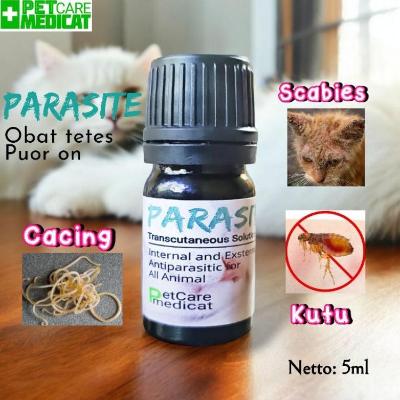 Obat Kutu Kucing Ampuh Obat Cacing Ampuh Obat Kutu Kucing Ampuh Obat Kutu Ampuh Obat Scabies Ampuh P