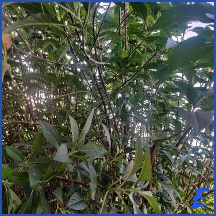 

| MNP | DAUN AFRIKA SEGAR DAN ALAMI PEDESAAN