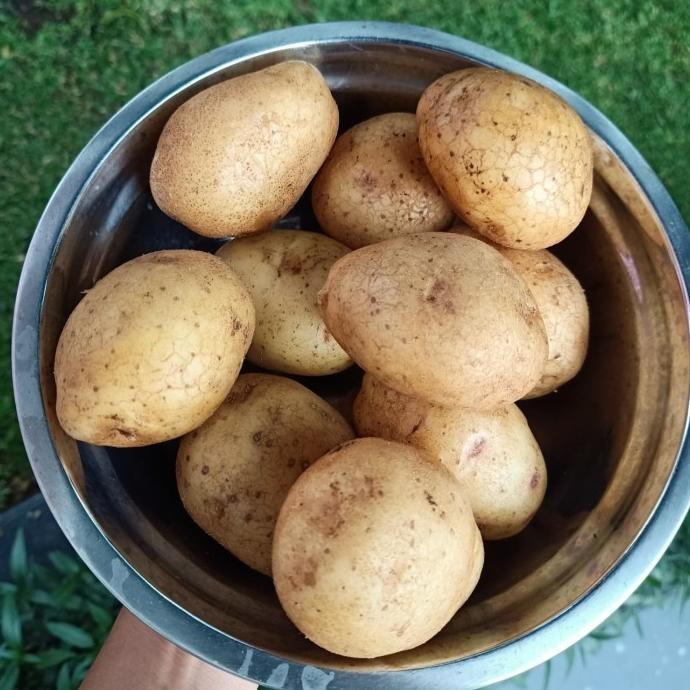 

Kentang Dieng 1Kg Original