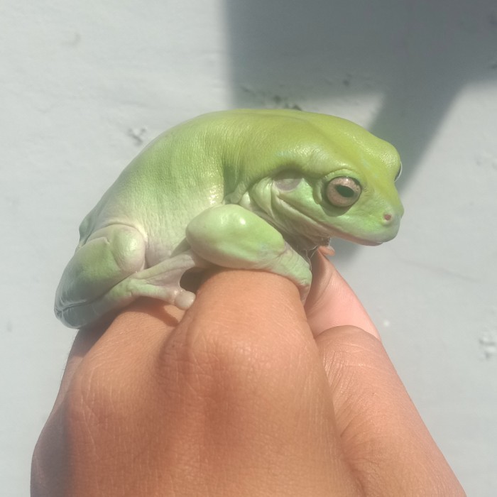 TERBARU dumpy frog HOT SALE