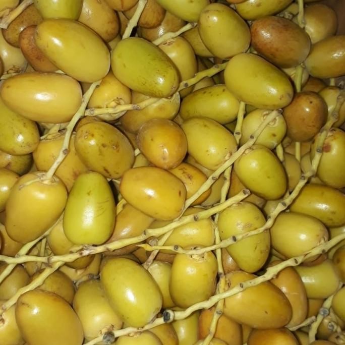 

Kurma Muda 1Kg Qwertystore322