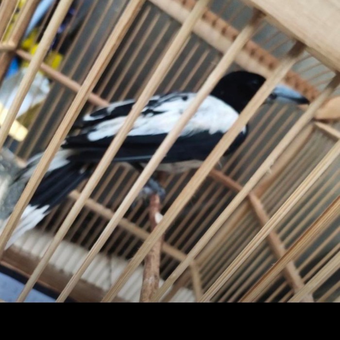 JAGAL PAPUA RAJIN BUNYI GACORAN JINAK