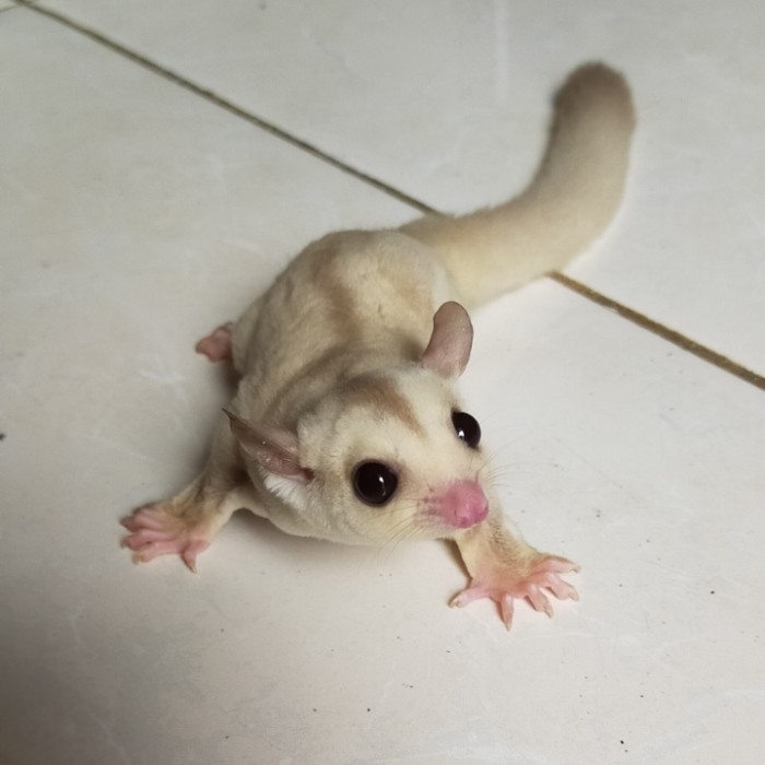 hewan lucu/sugar glider joey creamino jantan/tupai terbang
