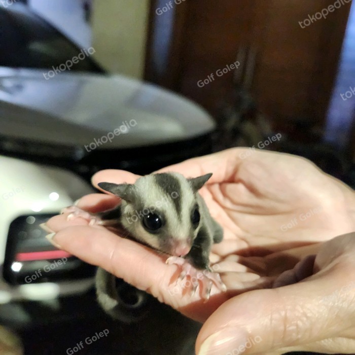 SUGAR GLIDER CLASSIC GREY JOEY