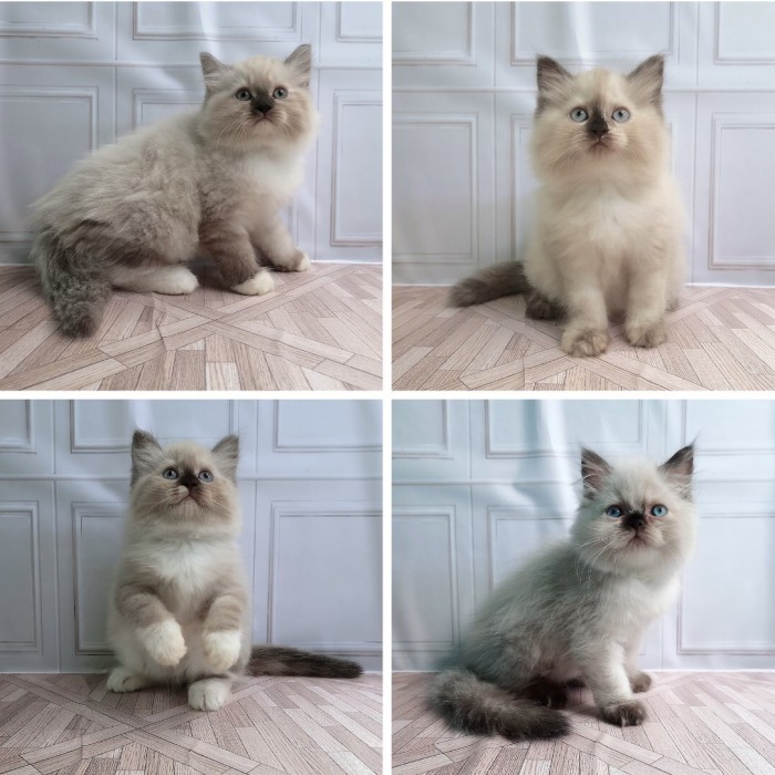 kucing ras ragdoll kitten