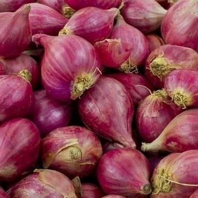 

Terbaru Bawang Merah Brebes Besar2 Best Seller