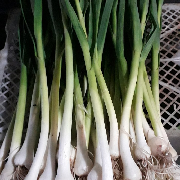 

Terbaru Daun Bawang Son/250Grm Best Seller