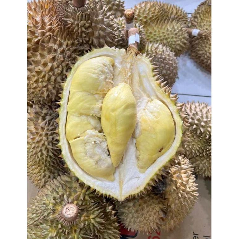 Buah Durian Montong / Monthong Palu Fresh Utuh 1 KG - 6 KG
