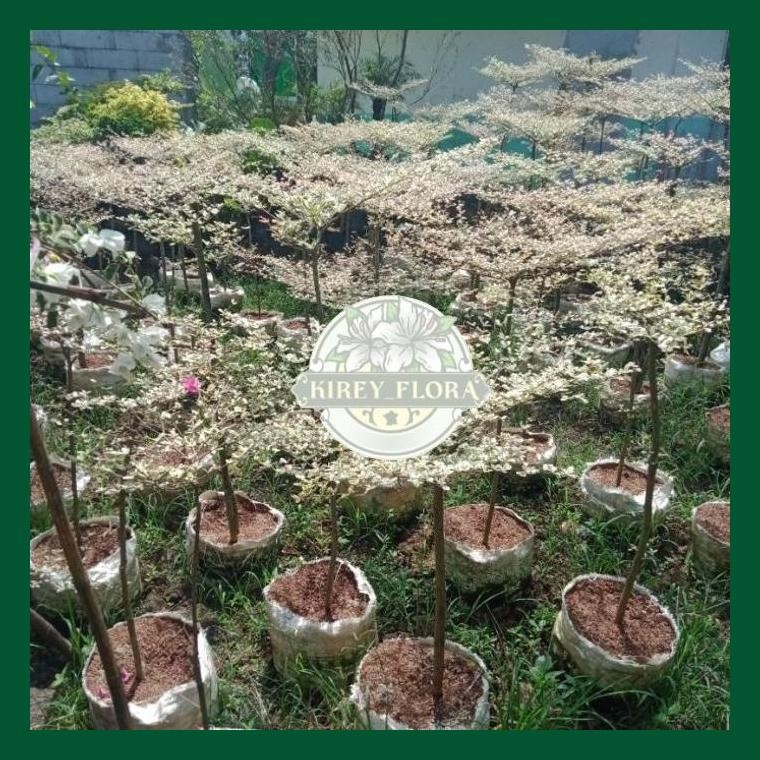 Pohon Ketapang Kencana Varigata 1 Meter - Tananaman Ketapang Kencana