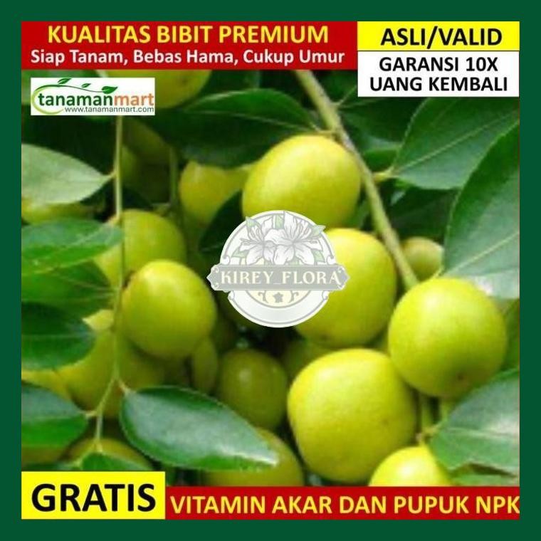 Bibit Bidara Asli Bergaransi, Pohon Buah Bidara Arab Valid