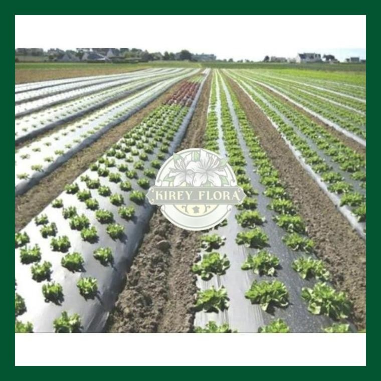 Plastik Mulsa Hitam Perak Lebar 1.2M Panjang 250 Meter