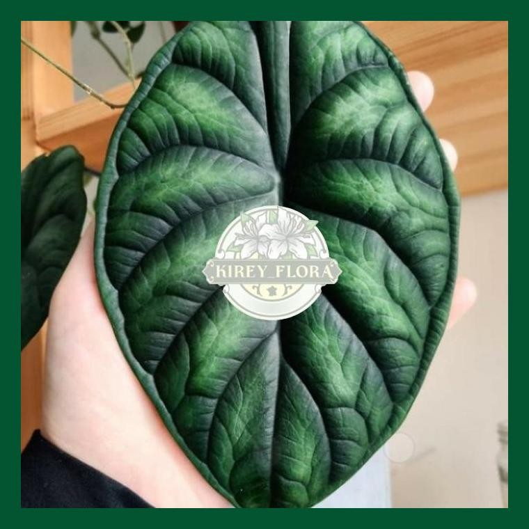Tanaman Hias Alocasia Dragon Scale - Alocasia Dragon