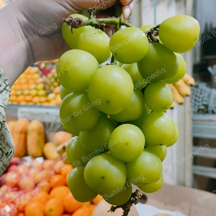 

buah anggur muscat fresh / anggur muskat hijau manis segar tanpa biji
