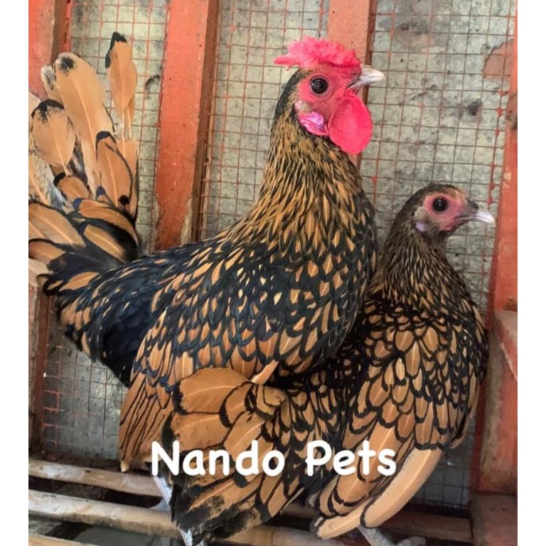 Ayam Batik Kanada - Ayam Batik Itali - Ayam batik Import