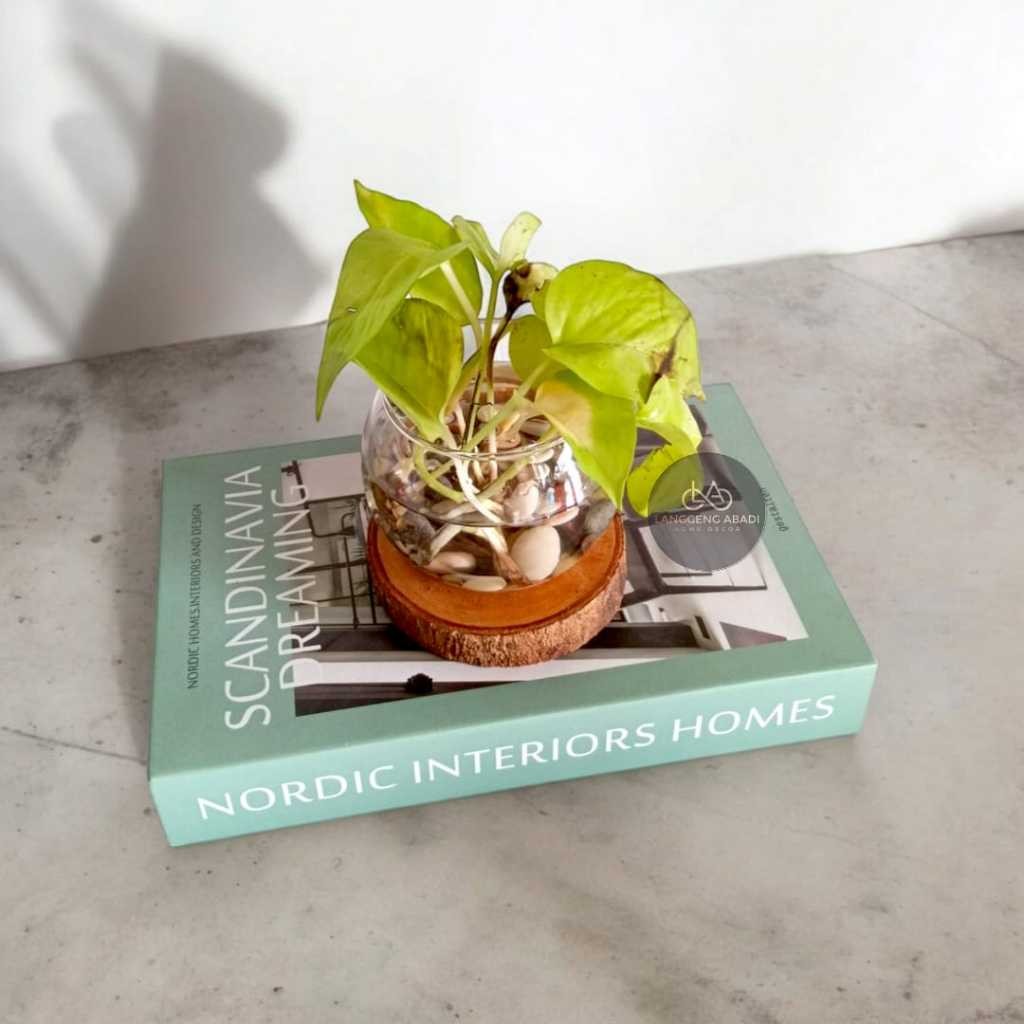 Promo  Vas Kaca Bulat Mangkuk Vas Kaca Estetik Vas Kaca Vas Kaca Bunga