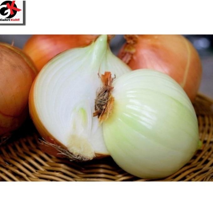 

BAWANG BOMBAY SEGAR FRESH BERKUALITAS GRADE A - 500 GRAM ORIGINAL