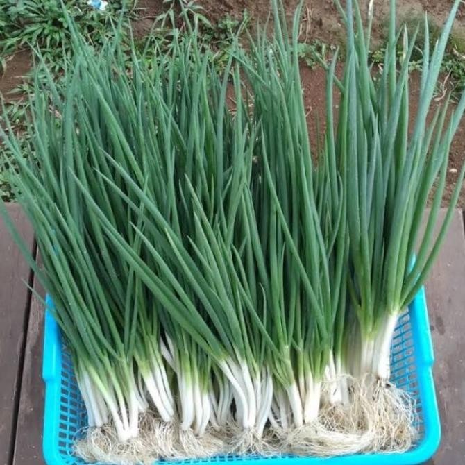 

DAUN BAWANG 250GR ORIGINAL