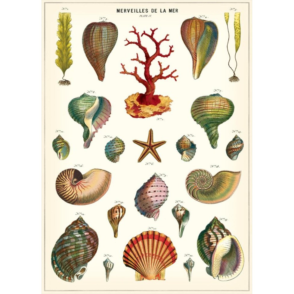 

Cavallini Merveilles De La Mer (Shell) Poster Wrap