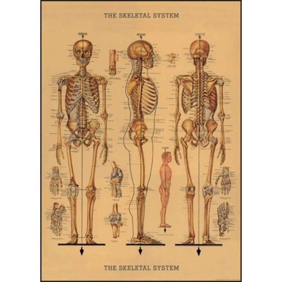 

Cavallini Skeleton Poster Wrap