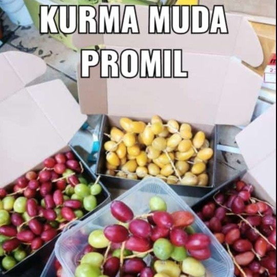 

Kurma Muda Ruthob barhi Kuning Merah untuk Promil 250 gram/kurma rutob