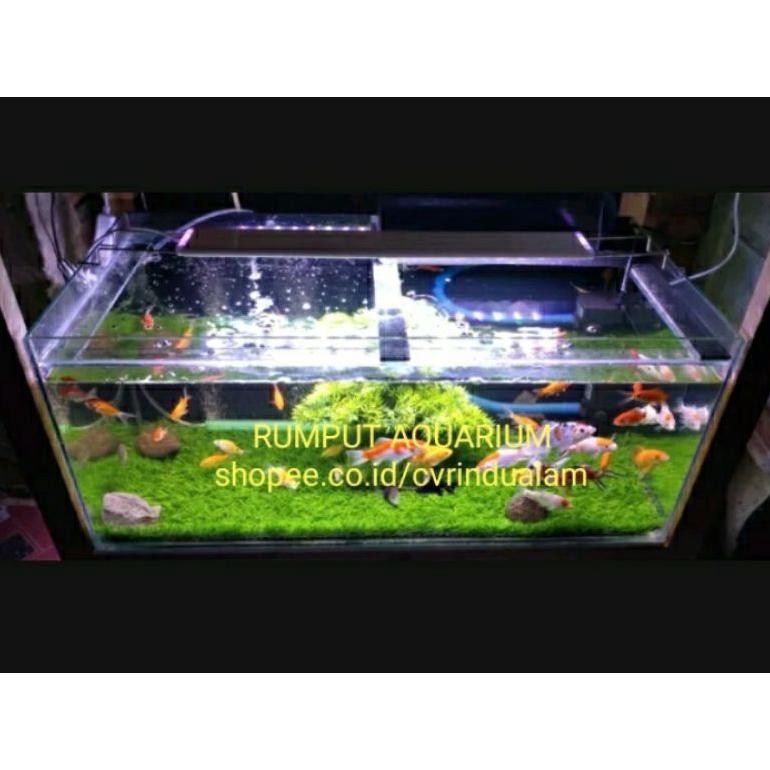 fx-2 KARPET RUMPUT Sintetis Aquarium 60 x 60 cm Sale