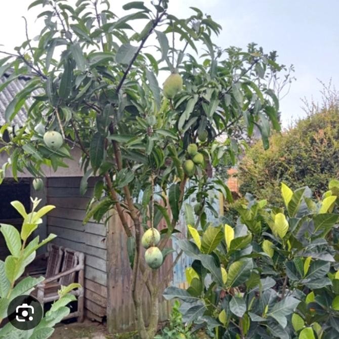 BIBIT TANAMAN BUAH MANGGA MANALAGI SUPER SUDAH BERBUAH TINGGI 2METER