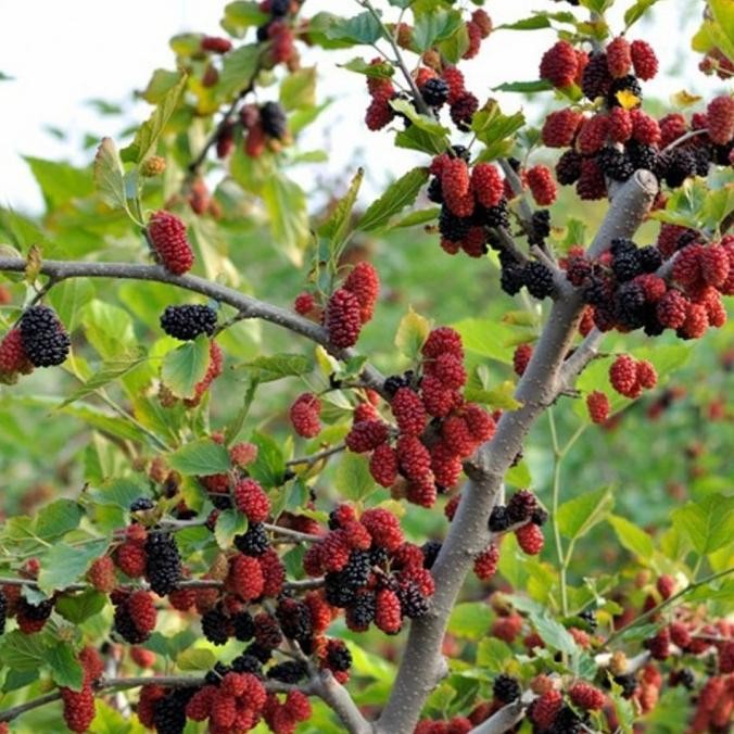 PREMIUM Bibit Tanaman Pohon Buah Mulberry/Murbei Segar Ber